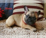 Small Photo #6 French Bulldog Puppy For Sale in OTTAWA LAKE, MI, USA