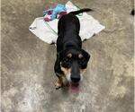 Small Dachshund-German Shepherd Dog Mix