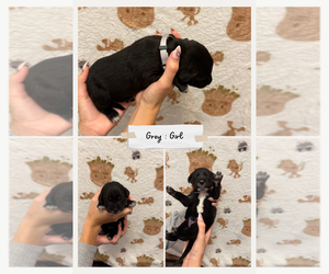 Medium Dalmatian-Labrador Retriever Mix