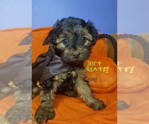Yorkshire Terrier Puppy for sale in ROCKY MOUNT, NC, USA