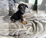 Small Photo #20 American Bully Puppy For Sale in LOGANVILLE, GA, USA