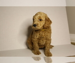 Puppy 6 Doodle-Goldendoodle Mix