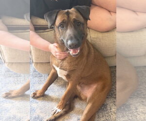 Mutt Dogs for adoption in Chandler, AZ, USA