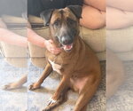 Small Mutt