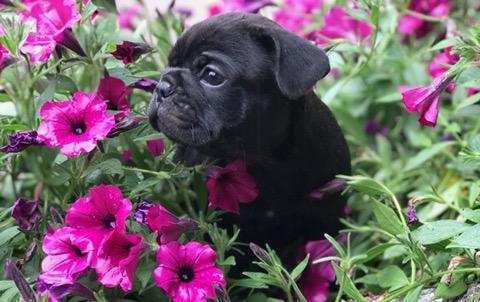 Medium Photo #1 Bulldog Puppy For Sale in LYNDEN, WA, USA