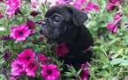 Small Photo #1 Bulldog Puppy For Sale in LYNDEN, WA, USA