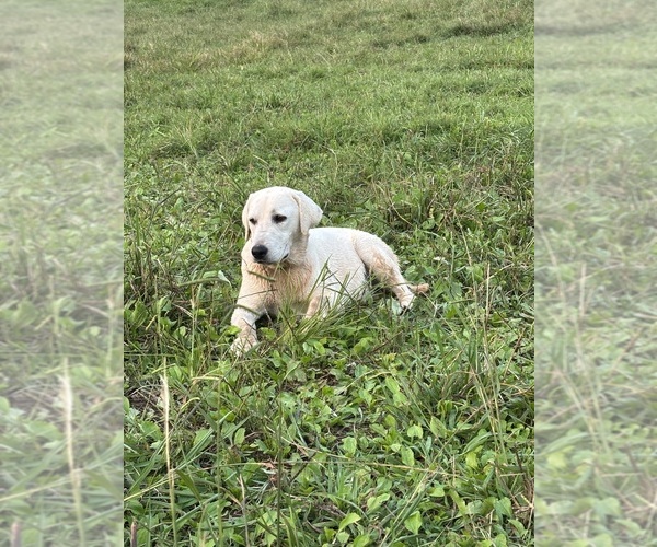 Medium Photo #1 Labrador Retriever Puppy For Sale in RUTHERFORDTON, NC, USA