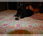 Small Photo #3 Schnauzer (Miniature) Puppy For Sale in ROCKINGHAM, NC, USA