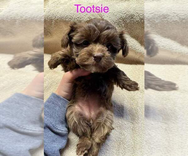 Medium Photo #3 YorkiePoo Puppy For Sale in MIDDLETOWN, IN, USA