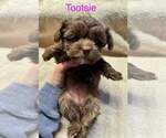 Small Photo #3 YorkiePoo Puppy For Sale in MIDDLETOWN, IN, USA