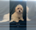 Small Photo #8 Maltipoo (Miniature) Puppy For Sale in HIGH POINT, NC, USA