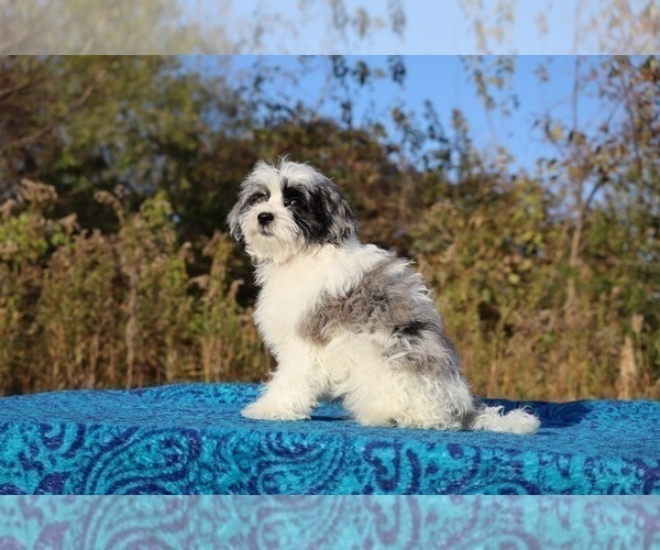 Medium Photo #11 ShihPoo Puppy For Sale in DYERSBURG, TN, USA