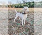 Small Photo #6 Poodle (Standard) Puppy For Sale in WAGENER, SC, USA