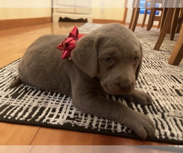 Medium Photo #5 Labrador Retriever Puppy For Sale in MIDDLEBURY, IN, USA