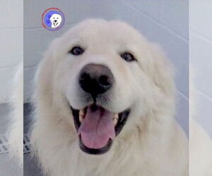 Great Pyrenees Dogs for adoption in Spring, TX, USA