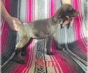 German Shorthaired Pointer Puppy for sale in WOODLAND PARK, CO, USA