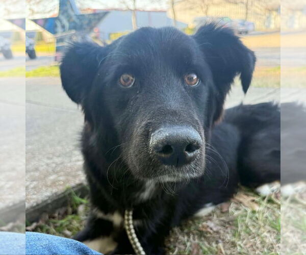 Medium Photo #1 Border Collie-Unknown Mix Puppy For Sale in Canton, CT, USA