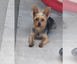 Father of the Yorkshire Terrier puppies born on 05/14/2025