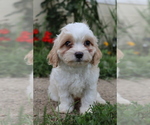 Small #2 Cavapoo