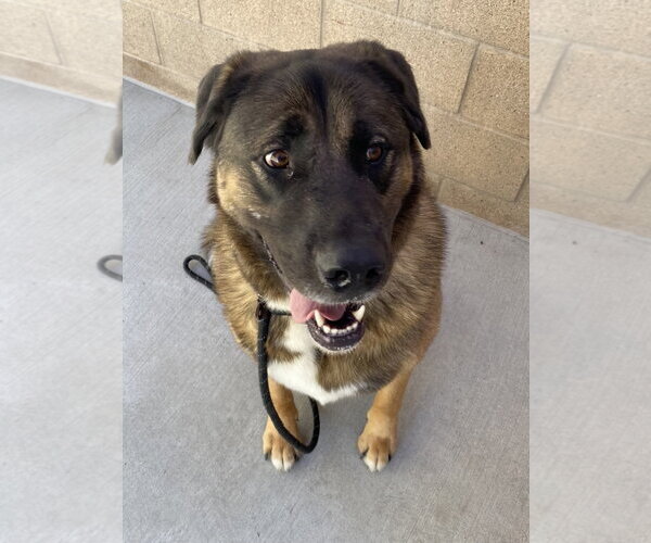 Medium Photo #2 Akita Puppy For Sale in Salinas, CA, USA