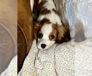 Cavalier King Charles Spaniel Puppy for sale in MC LEANSBORO, IL, USA
