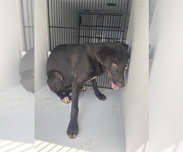 Medium Photo #1 Labrador Retriever Puppy For Sale in Houston, TX, USA