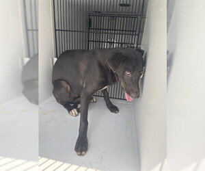 Labrador Retriever Dogs for adoption in Houston, TX, USA