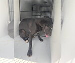 Small Labrador Retriever
