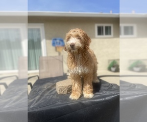 Australian Labradoodle Puppy for sale in CONCORD, CA, USA