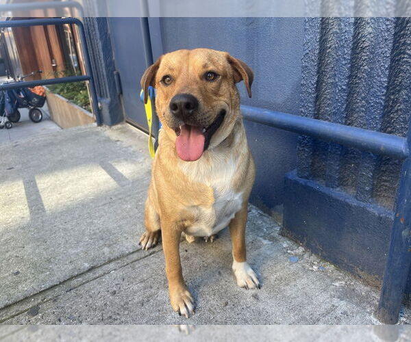 Medium Photo #25 Labrador Retriever-Unknown Mix Puppy For Sale in New York, NY, USA