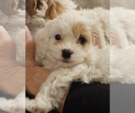 Small Photo #3 Cavapoo Puppy For Sale in FAIR GROVE, MO, USA