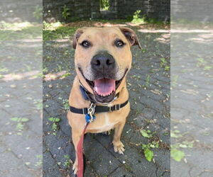 Candy - Female Catahoula Leopard Dog-Unknown Mix Dog for Adoption - Photo #6