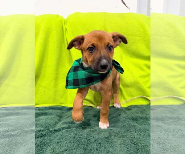 Medium Photo #6 Mutt Puppy For Sale in Pompano Beach , FL, USA