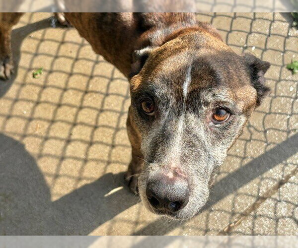 Medium Photo #1 Boxer-Unknown Mix Puppy For Sale in Tulsa, OK, USA