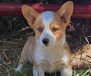 Pembroke Welsh Corgi Puppy for sale in MILTON, WI, USA