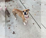 Small #2 American Pit Bull Terrier Mix