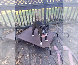 Labrador Retriever-Unknown Mix Dogs for adoption in Brewster, NY, USA