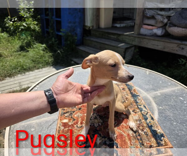 Medium Photo #2 Rat-Cha Puppy For Sale in Wakefield, RI, USA