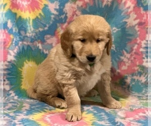 Golden Retriever Puppy for sale in LANCASTER, PA, USA