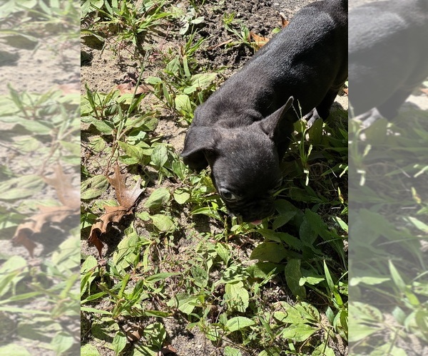Medium Photo #3 French Bulldog Puppy For Sale in MILLVILLE, NJ, USA