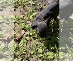 Small Photo #16 French Bulldog Puppy For Sale in MILLVILLE, NJ, USA