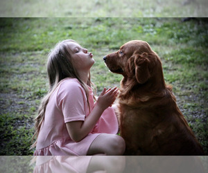 Father of the Golden Retriever puppies born on 05/18/2025