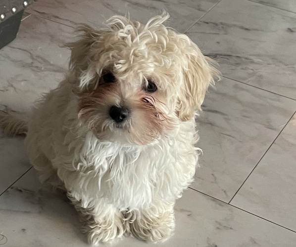Medium Photo #30 Maltipoo (Miniature) Puppy For Sale in PALMDALE, CA, USA