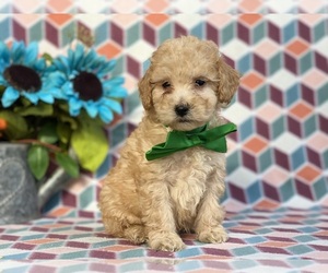 Poodle (Miniature) Dog for Adoption in LANCASTER, Pennsylvania USA