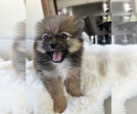 Small #3 Pomeranian