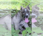 Small #7 American Pit Bull Terrier Mix