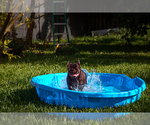 Small #3 French Bulldog