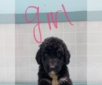 Small Photo #2 Bernedoodle Puppy For Sale in CLARE, IL, USA