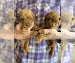 Small Photo #3 Goldendoodle-Poodle (Toy) Mix Puppy For Sale in YORBA LINDA, CA, USA