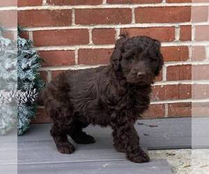 Newfoundland-Poodle (Miniature) Mix Puppy for sale in PARADISE, PA, USA